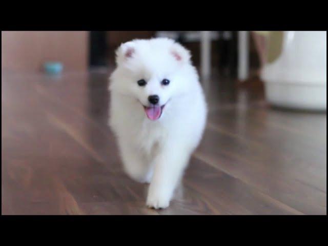 Cute American Eskimo Puppy's First Days At Home