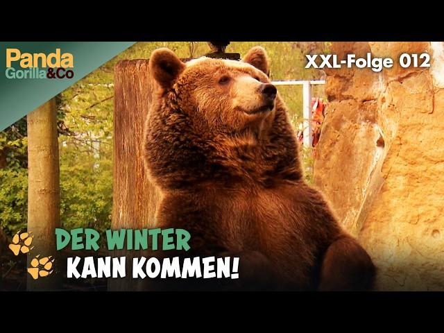 XXL-Winter-Spezial: Vorhang auf für die Wintertiere im Zoo | Panda, Gorilla & Co.