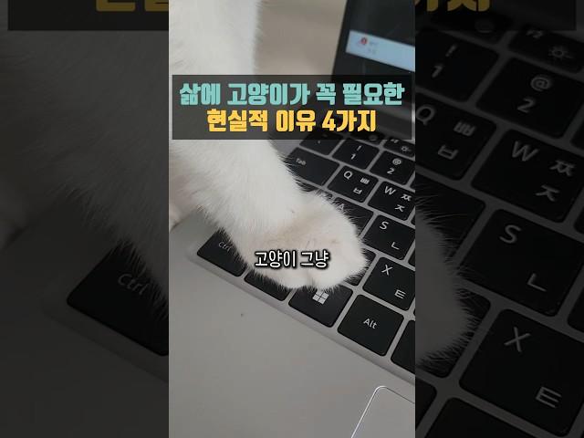 삶에 고양이가 꼭 필요한 이유 4가지  #고양이키우는이유 #고양이집사