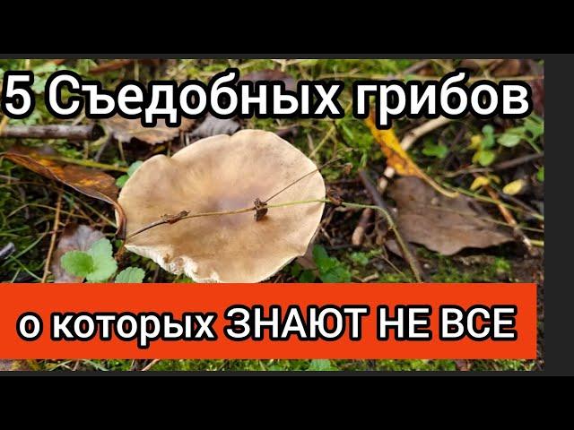 5 СЪЕДОБНЫХ грибов, о которых знают не все