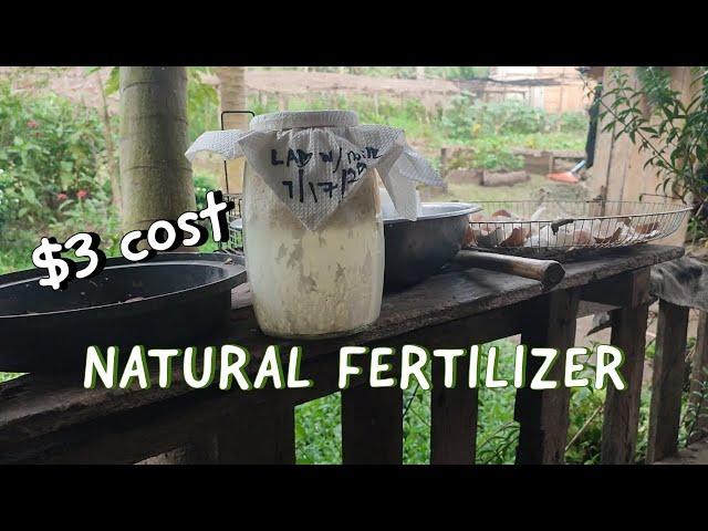 Earn 10,000 Monthly By Making This Effective Natural Fertilizer | Natural Farming Technique 