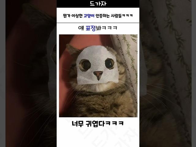 뭔가 이상한 고양이 인증하는 사람들ㅋㅋㅋ