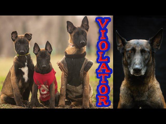 Violator of sports rules ‍️‍‍️ Part 3 Belgian Shepherd Malinois