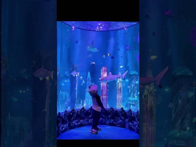 Shark Almost Hit IAN #shark #adventure #beach #explore #travel #sealife #fish #family #nyc #kids