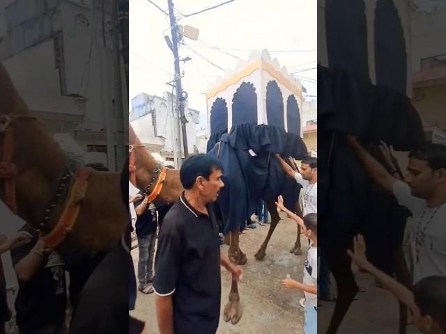 Zuljana e imam hussain #shortsvideo #shortfeed  #shorts #zuljanah
