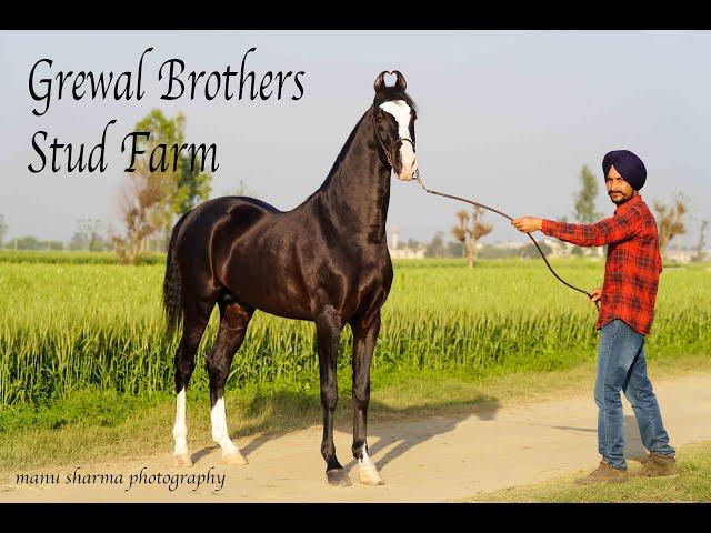 Grewal Stud farm house of beautiful Marwari horses proud a successful horse farm