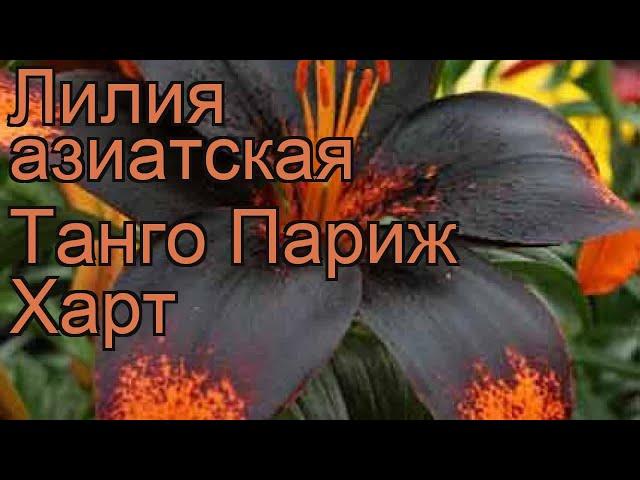 Лилия азиатская (lilium asiatic paris heart)  азиатская лилия обзор: как сажать, луковицы лилии