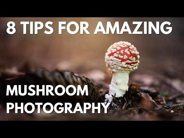 How to Improve Your Mushroom Photography