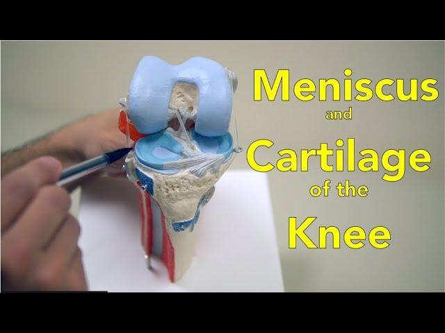 Knee Meniscus and Cartilage - Anatomy and Function