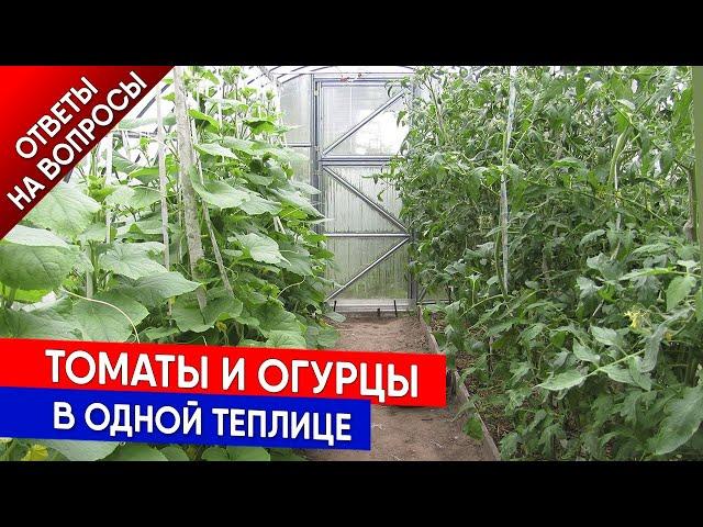 Томаты и огурцы в одной теплице