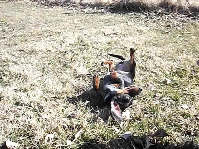 Charlee the Miniature Dachshund doing the "Bang Trick"