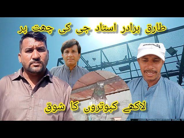 ustad g ke lakhe kabootaro Ka shoq||TALHA PIGEON CLUB