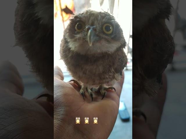 owls#shorts #birds