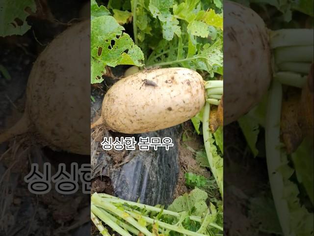 #봄무우 수확 #싱싱한 무우 #3월 하순 파종