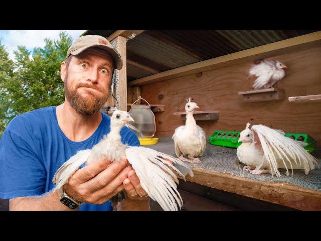 Baby Peacocks DO NOT LIKE their New House