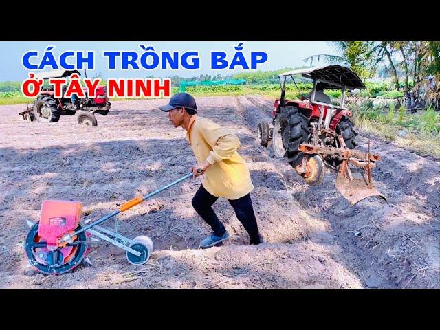 Vừa xong vụ lúa chị gái xuống giống trồng bắp luôn, đây là cách trồng bắp ở tây ninh