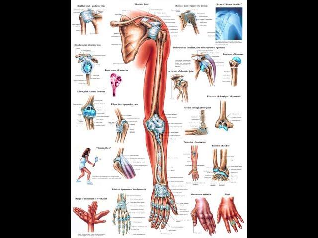 Anatomy of the Joints of the Upper Limb (lecture)