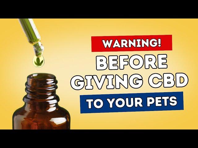 Before Giving CBD to Your Pets: Know This