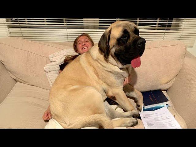 When Your Big Dog Thinks He's a BABY! Funny Dog and Human