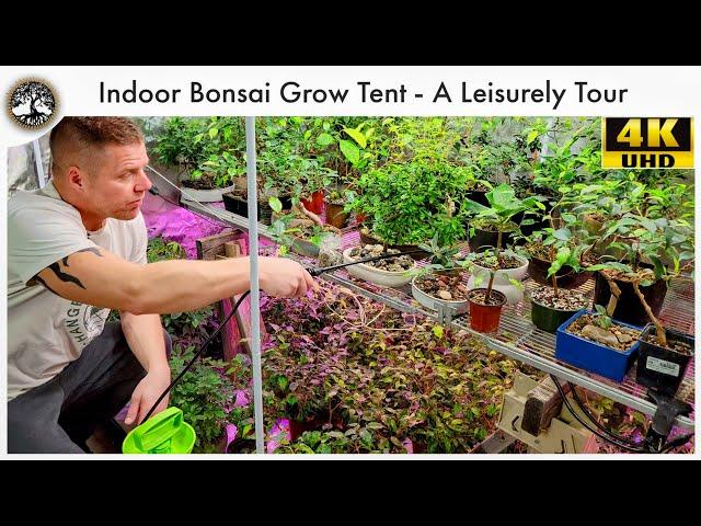 Indoor Bonsai Grow Tent - A Leisurely Tour (With tree updates)