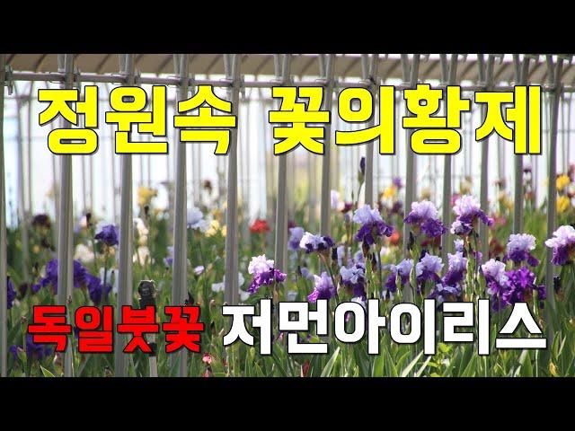 노지월동 정원속 꽃의 황제 독일붓꽃, 저먼아이리스 (미국아이리스)