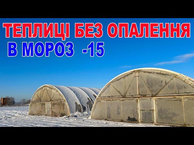 Зелень поморозило ! Що робити далі ?