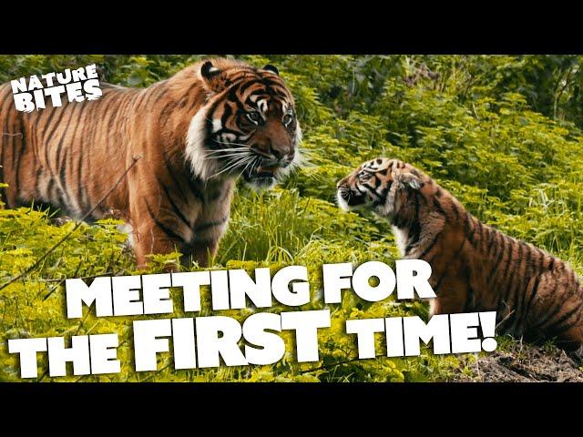 Tigers Have RARE Father Daughter Relationship | FOTA: Into the Wild | Nature Bites