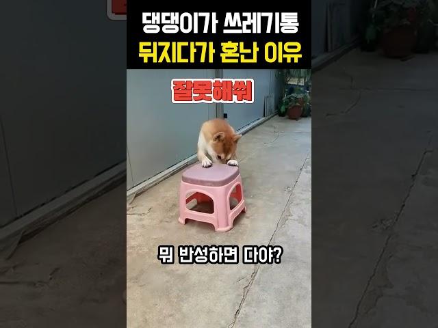 댕댕이가 쓰레기통 뒤지다가 혼난 이유