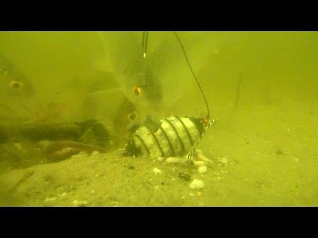 How the fish reacts to "KILLER  CARP and KARAS". Underwater shooting.