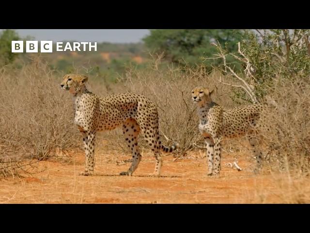 Top 10 Cheetah Moments | BBC Earth