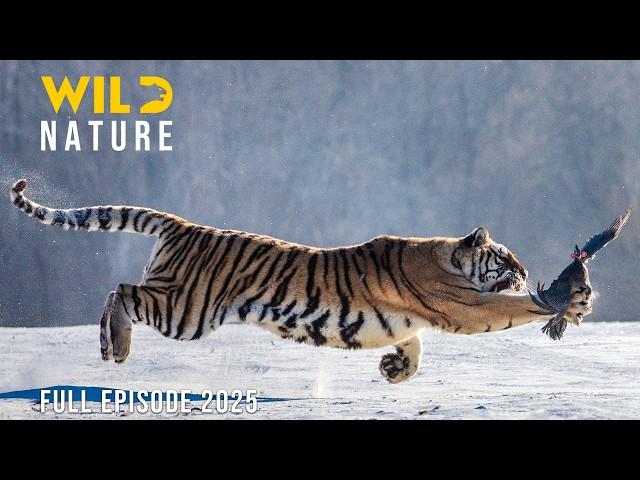 WILD SIBERIA | Survival Secrets of the Frozen Wilderness | Animal documentary