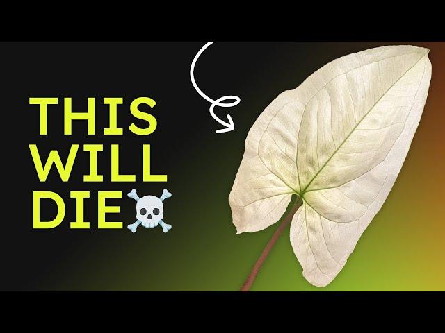 The Truth about All White Plants │ Full Moon Leaves