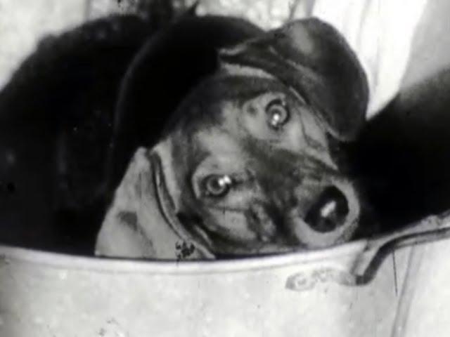 Dog Gone-Story, 1955 Castle Films, A Dachshund Dog Goes Wandering and Returns Home, F961