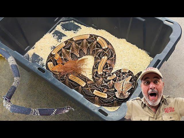 VENOMOUS SNAKE UNBOXING!!