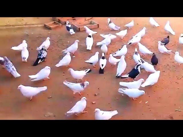 Голуби Дяди Виктора. город Армавир. +79183998697. Pigeons.