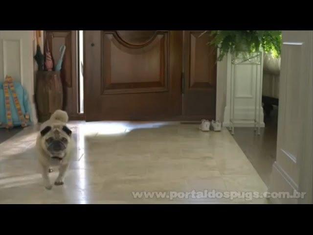 Sponge Towels - Comercial de TV - Propaganda com Pug