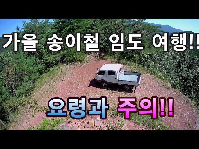가을 송이철 임도여행 요령// 창수면 보림에서  삼계리!! Songi-Chul Imdo Travel Technique!!