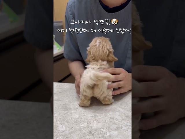 강아지 예방접종 못한 날