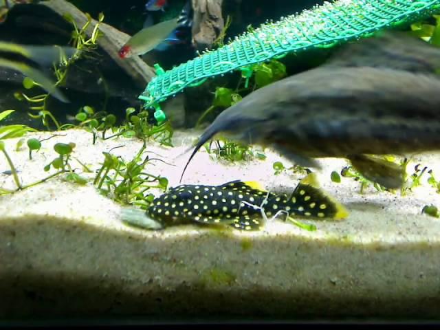 Golden Nugget Pleco