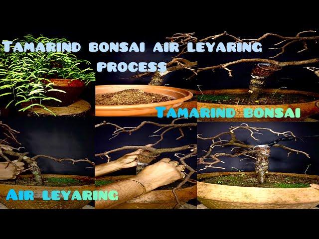 How to Air layer a Tamarind bonsai Tree #Air Layering process #Tamaring bonsai #bonsaitree