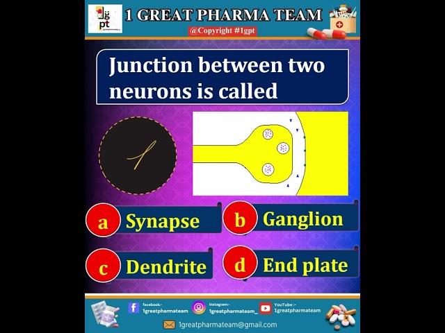 Junction between two neurons is called?#reels #pharmacy #india #study #quiz #shorts #answer #facts