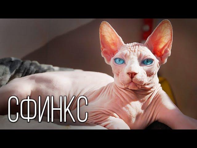 Sphinx: Alien Cat | Interesting Facts About Sphinx