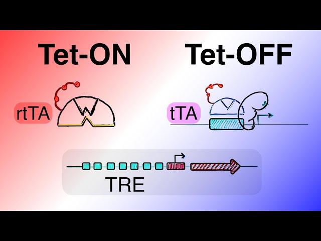 Protein Expression Vectors - tet-OFF and tet-ON (tTA/rtTA + Tet based gene regulation) [Part 5]