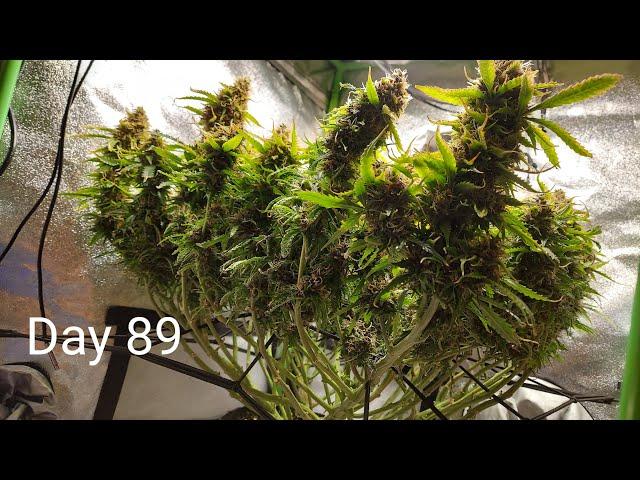 SLIDESHOW - Seed to Harvest - 1st Grow Ever! - Green Crack Auto by Fast Buds - 2x2x3 Mini Tent Grow