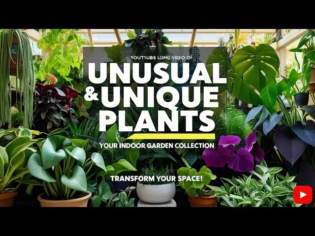 Unusual and Unique Plants for Your Indoor Garden Collection | Rare Houseplants You’ll Love 