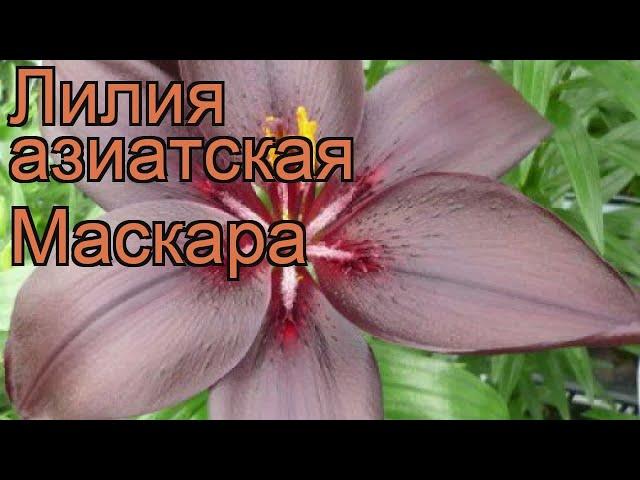 Лилия азиатская Маскара (lilium asiatic mascara)  обзор: как сажать, луковицы лилии Маскара