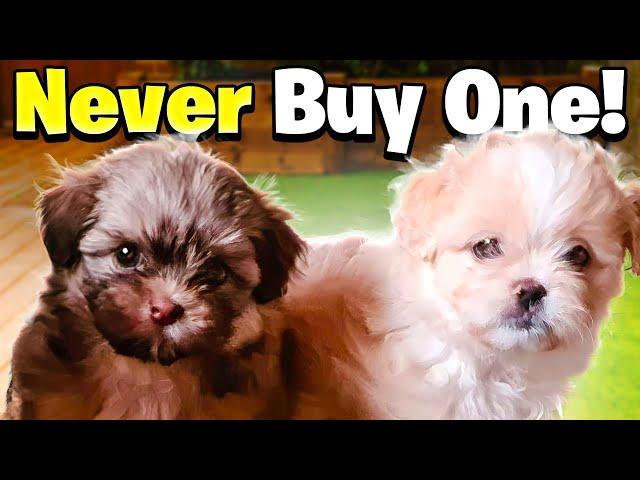 NEVER Buy A Maltese Puppy!