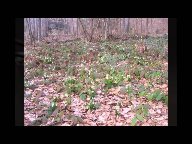 Подих весни / Дыхание весны / Spring breath