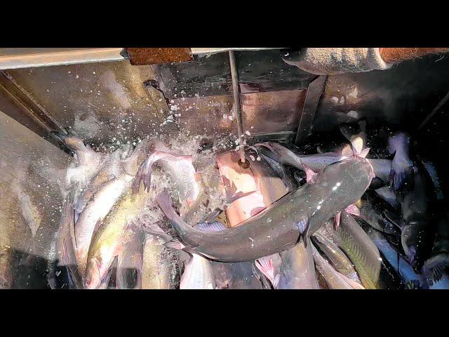 8/8/24 HEAVY STOCKING OF IMPERIAL CATFISH AT SANTA ANA RIVER LAKES