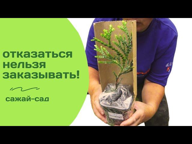 Вот такие саженцы продают на Wildberries...